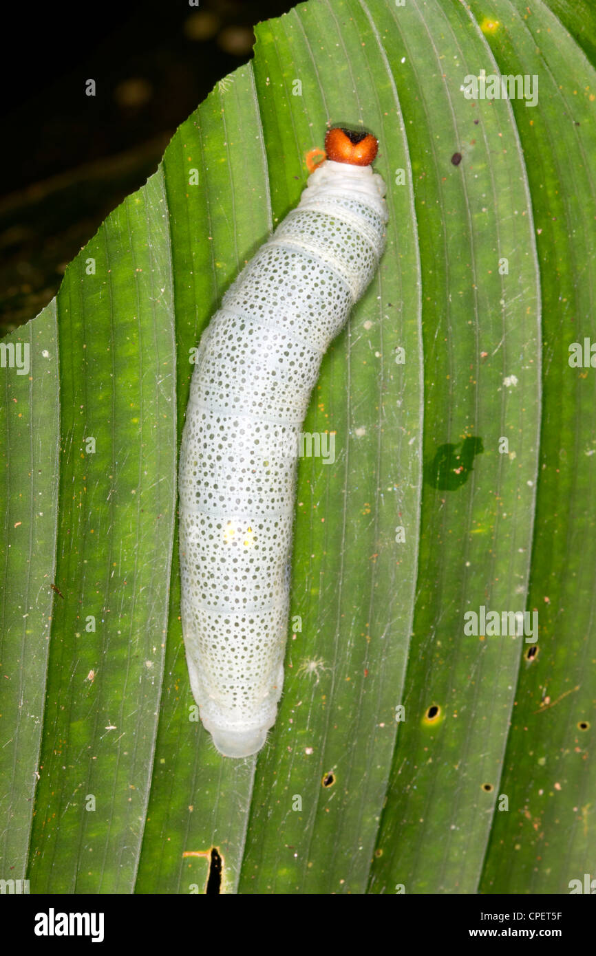 Lepidoptera larva su una foglia nella foresta pluviale sottobosco, Ecuador Foto Stock