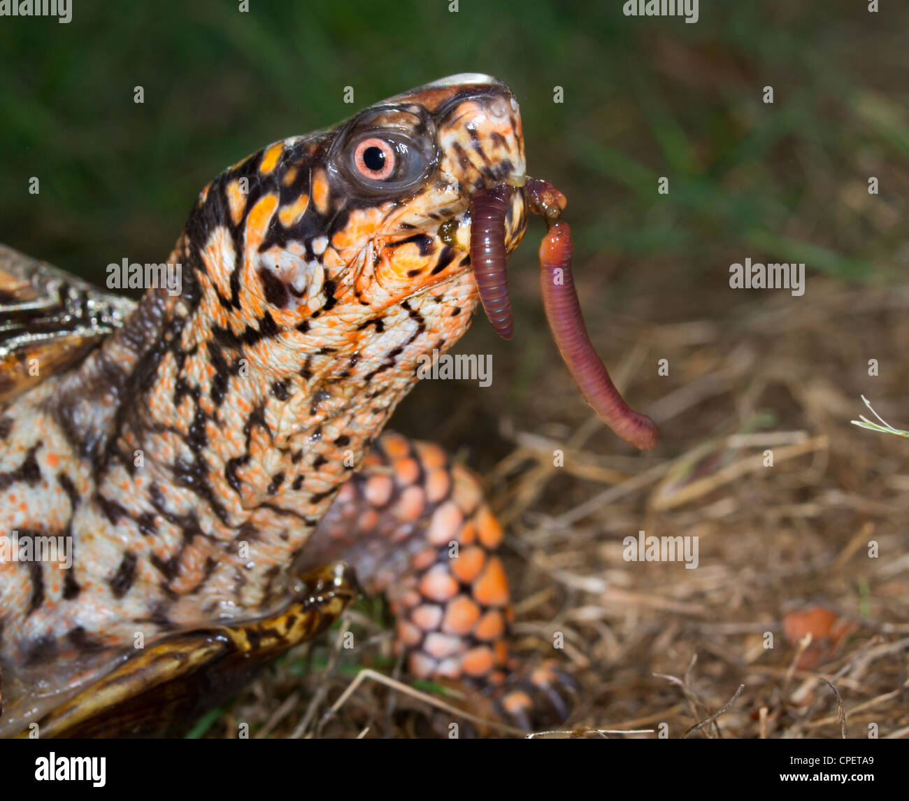 Scatola orientale tartaruga (Terrapene carolina) mangiare un lombrico (Georgia, USA). Foto Stock