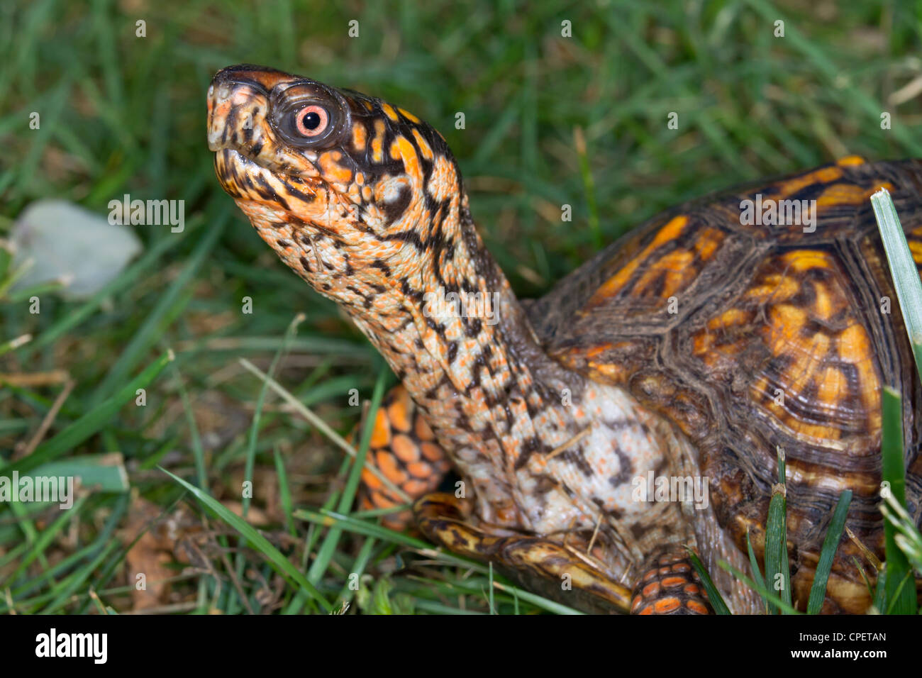 Scatola orientale tartaruga (Terrapene carolina) in un prato frontyard (Georgia, USA). Foto Stock