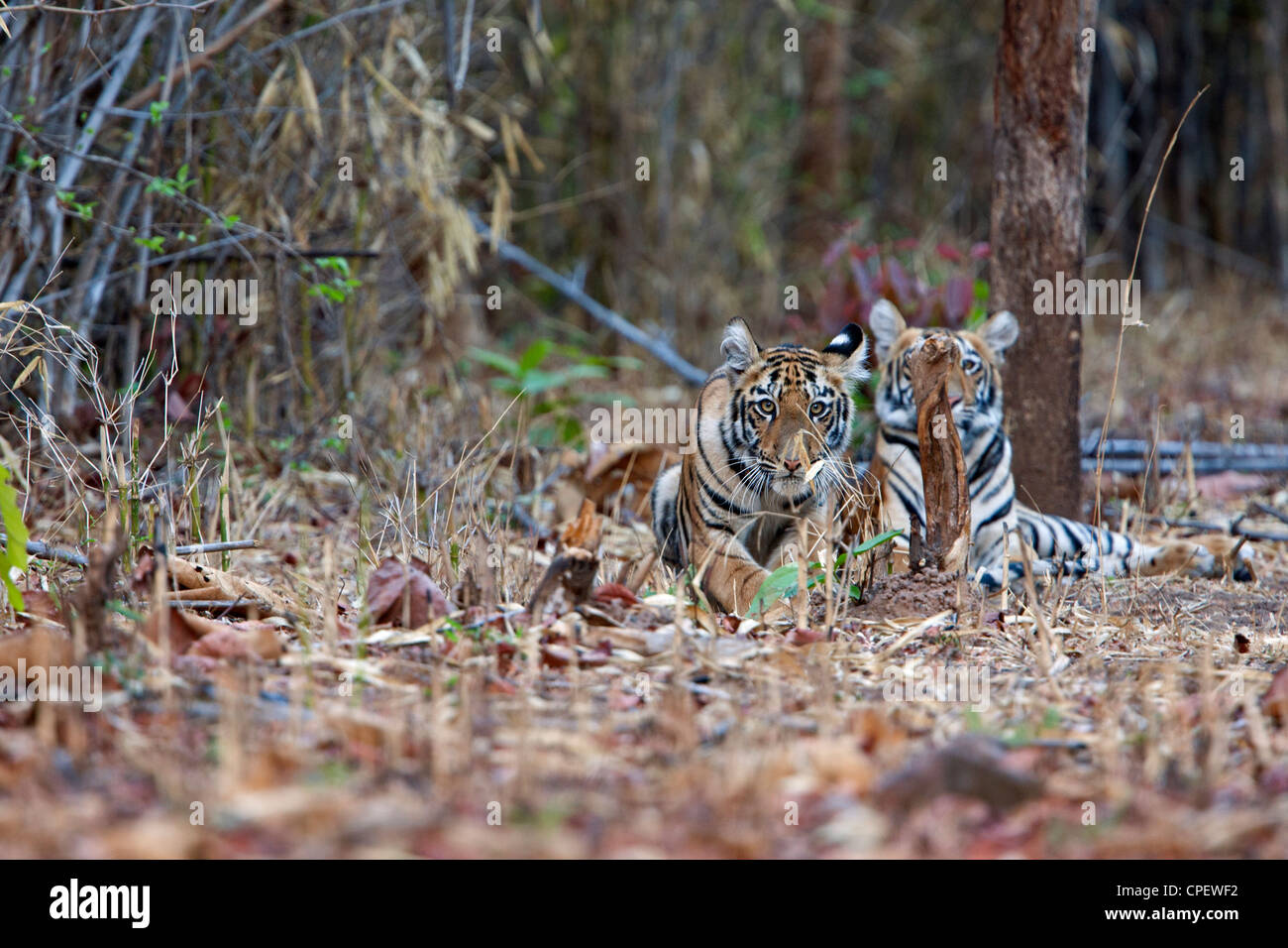 Telia cuccioli di tigre a Tadoba foresta, India. ( Panthera Tigris ) Foto Stock