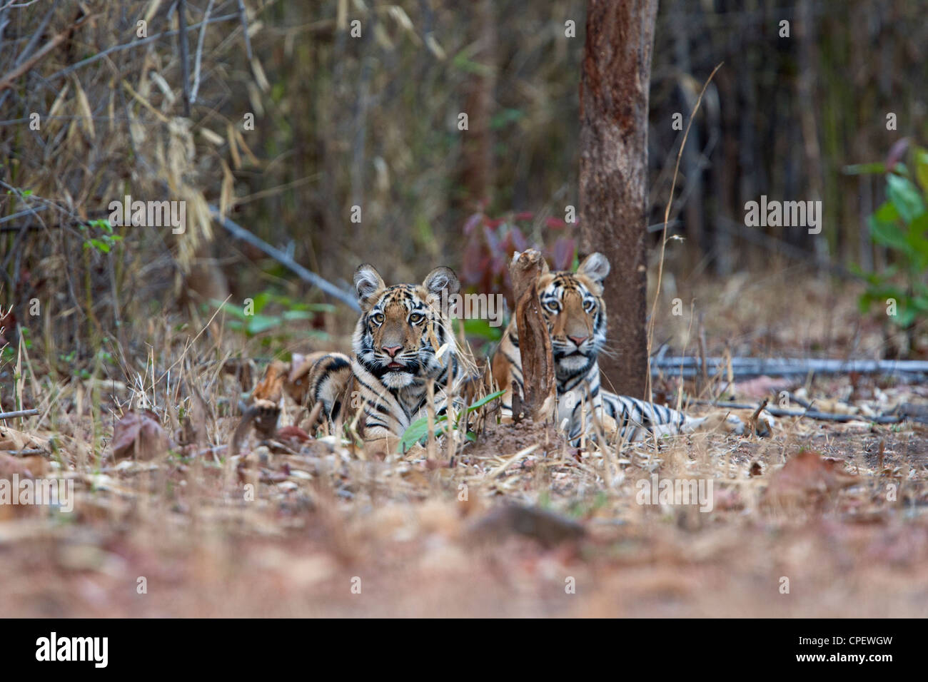 Telia cuccioli di tigre in appoggio alla foresta Tadoba, India. ( Panthera Tigris ) Foto Stock