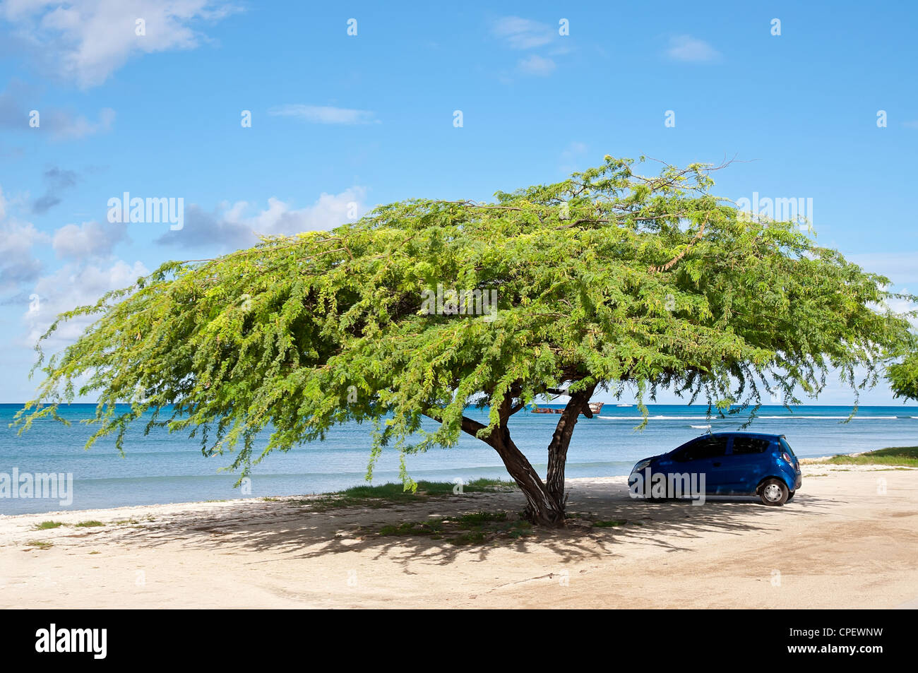 Auto sotto ombrellone albero tropicale sulla spiaggia del mare Foto Stock