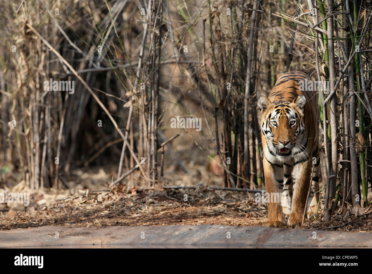 Tigre del Bengala in uscita di alberi di bambù verso il foro per l'acqua a Tadoba, India. ( Panthera Tigris ) Foto Stock