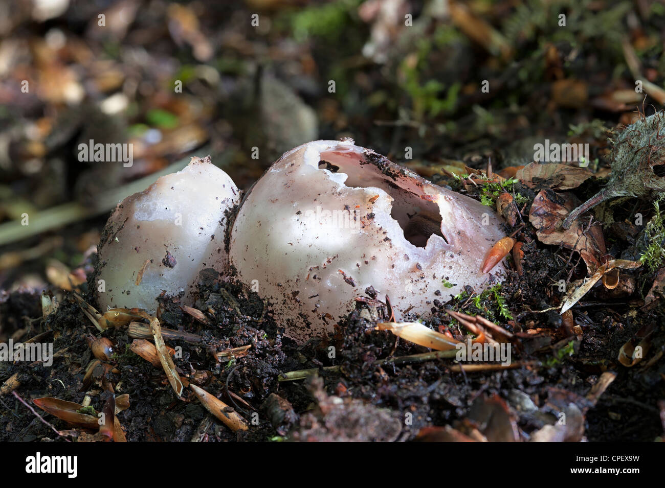 Corona viola-cup; Sarcosphaera coronaria sul pavimento del bosco Foto Stock