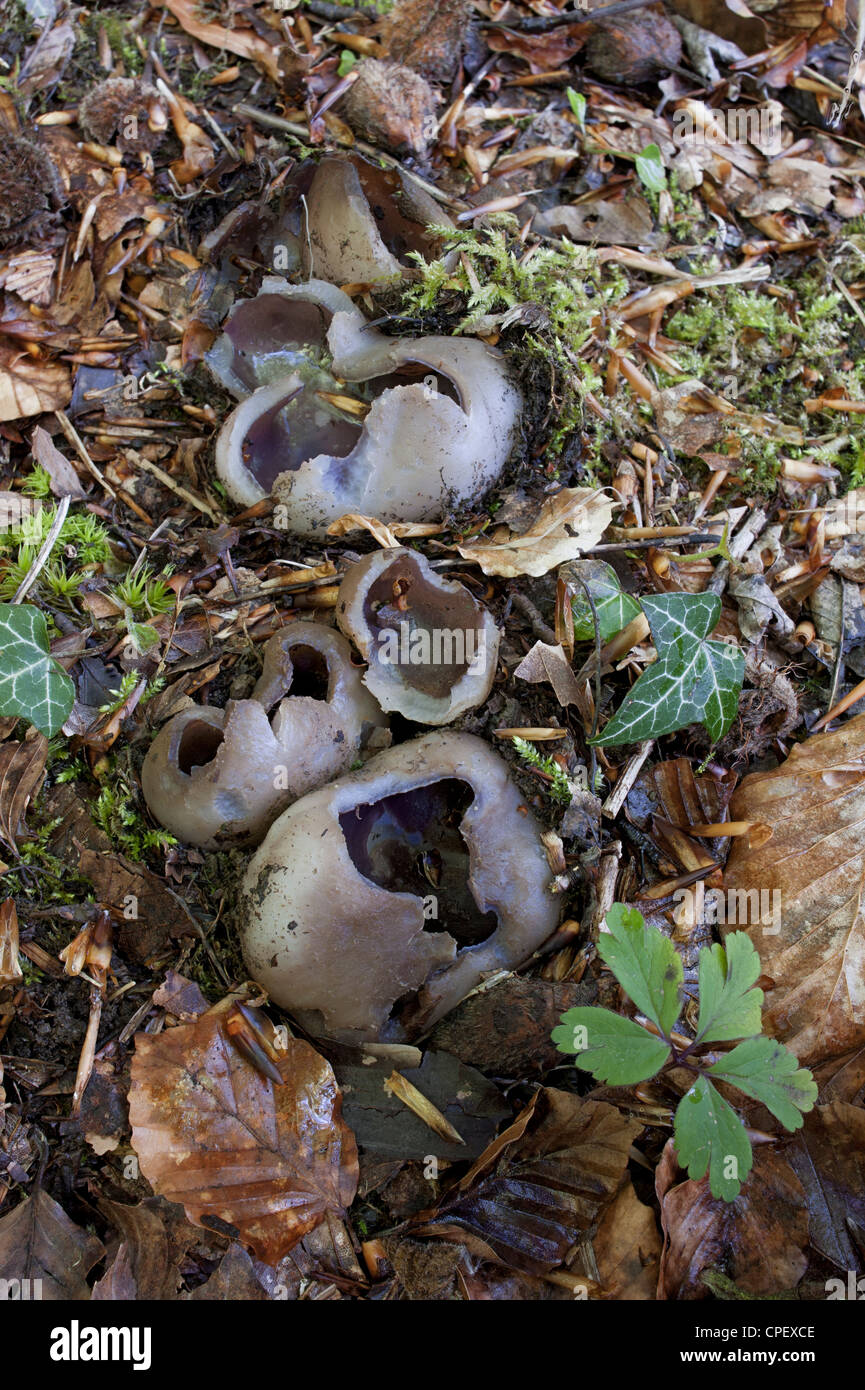 Corona viola-cup; Sarcosphaera coronaria sul pavimento del bosco Foto Stock