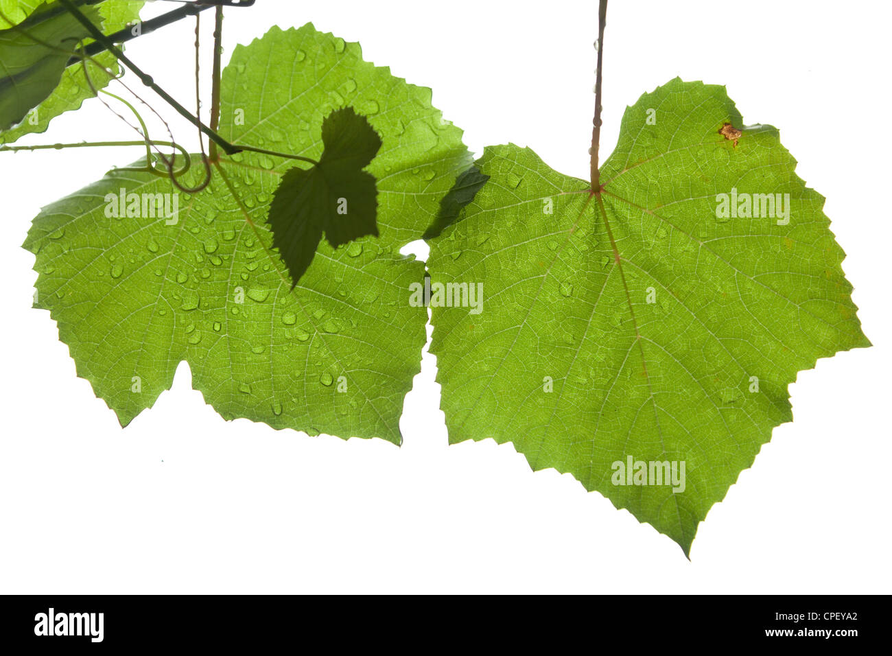 Foglie di uva dopo la pioggia isolato su bianco Foto Stock