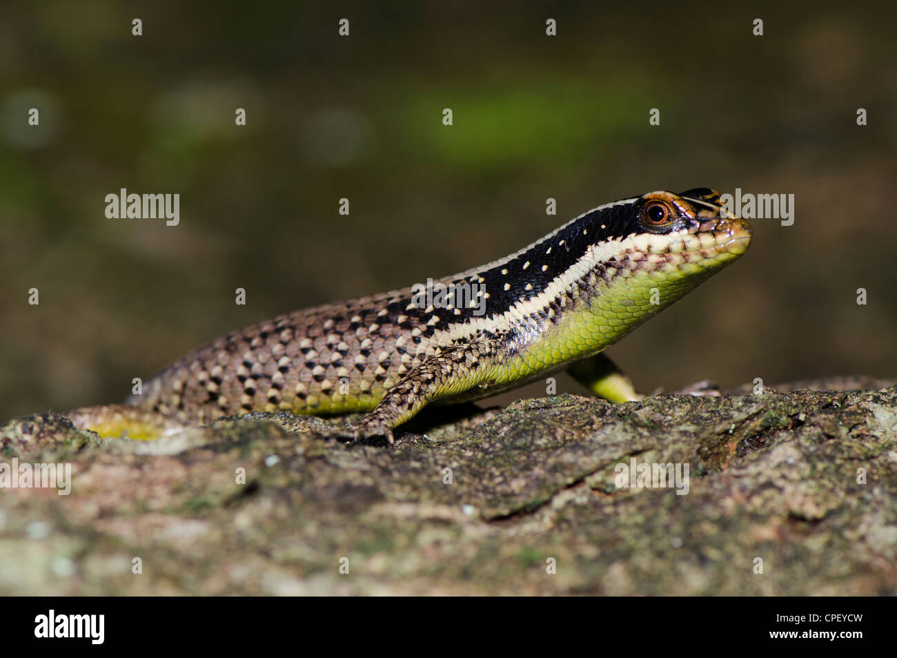 Struttura a strisce Skink Foto Stock