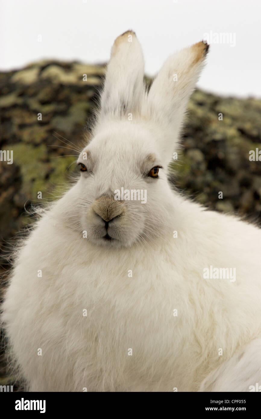 Arctic lepre coniglietto bianco di coniglio del Nord canadese Foto Stock