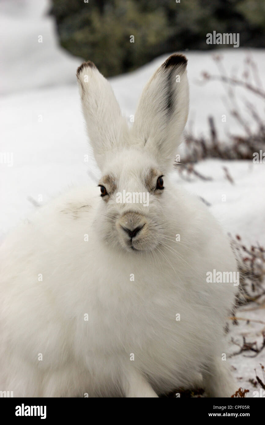 Arctic lepre coniglietto bianco di coniglio del Nord canadese Foto Stock