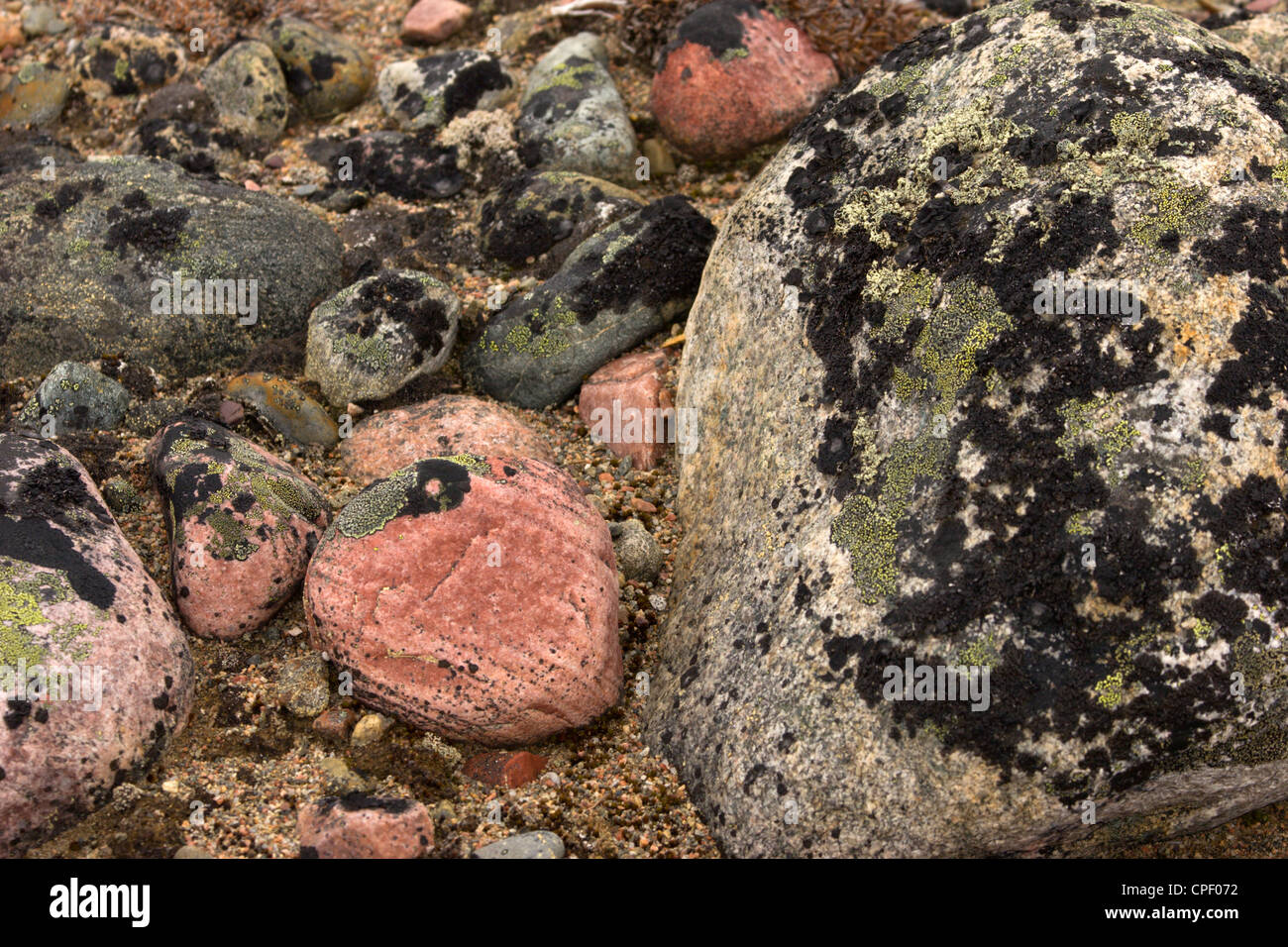 Rocce lichen tundra artica esker del Nord canadese Foto Stock
