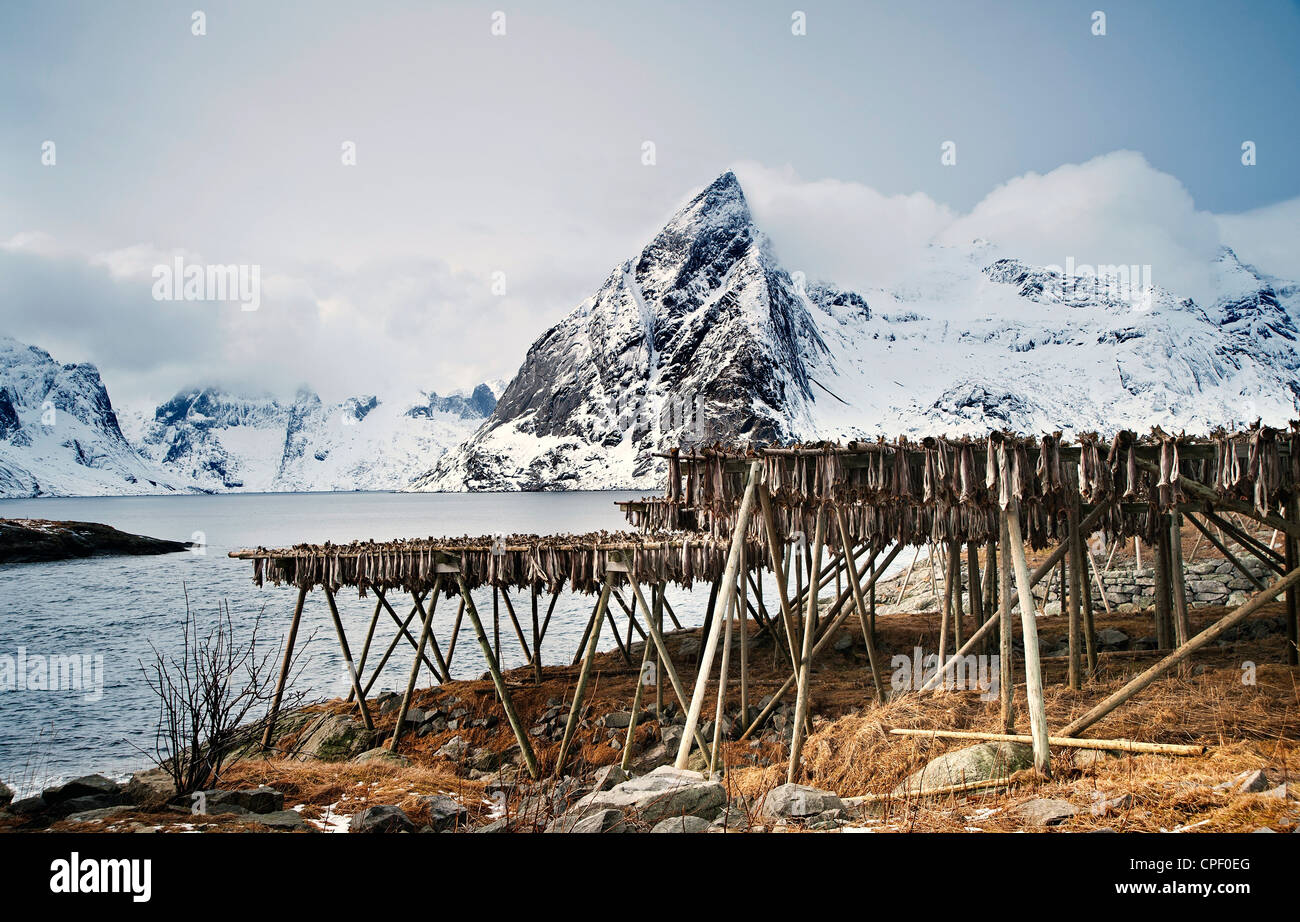 Stock di pesci appesi ad asciugare su cremagliere vicino Hamnoy sulle Isole Lofoten con la montagna di Olstind in background Foto Stock