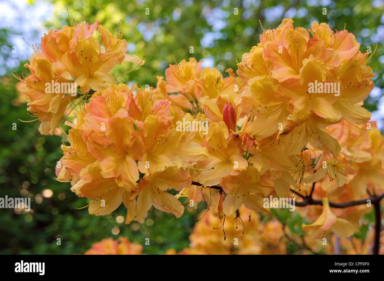 Orange azalea " Christopher Wren fioritura dei rododendri Foto Stock