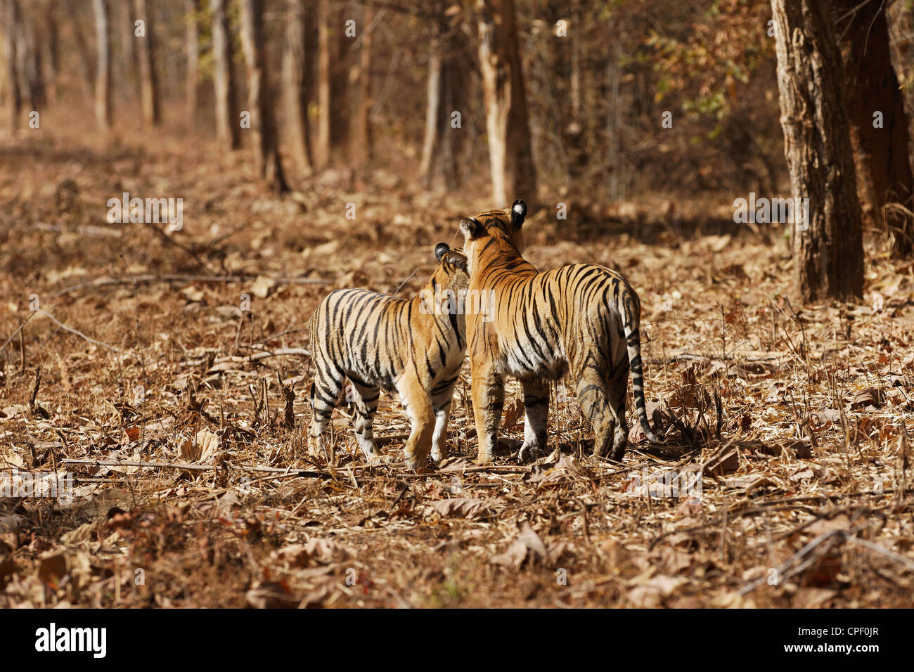 Pandharponi Tigre nuzzling suo cub nella foresta di Tadoba, India. ( Panthera Tigris ) Foto Stock