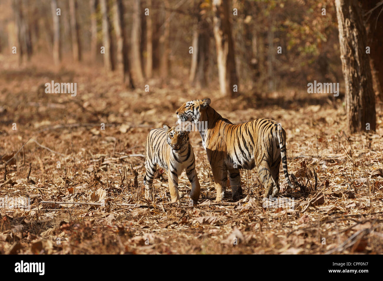 Pandharponi tigre e il suo cucciolo nella foresta di Tadoba, India. ( Panthera Tigris ) Foto Stock