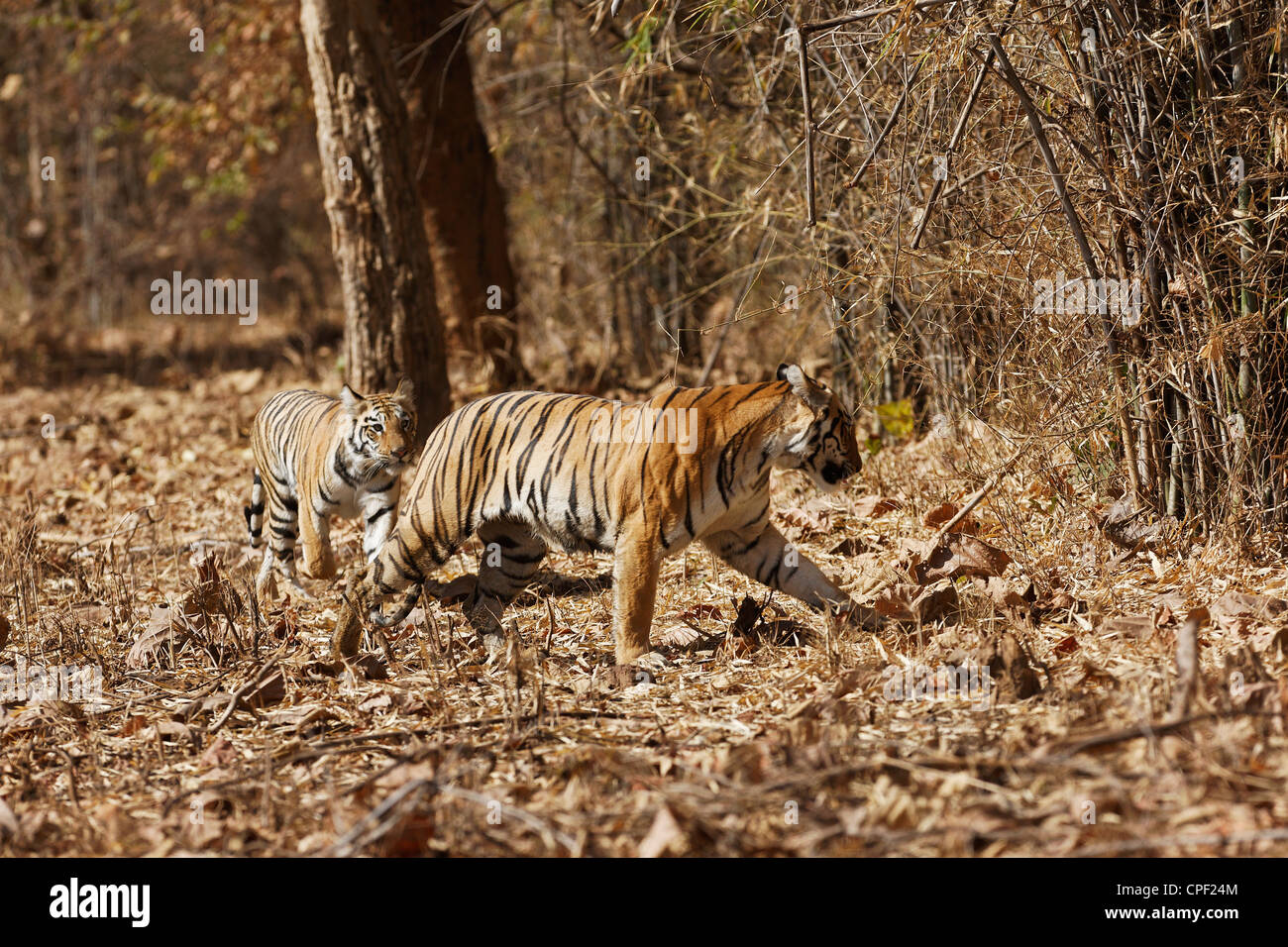Pandharponi Tigre spostando il suo cub nella foresta di Tadoba, India. ( Panthera Tigris ) Foto Stock