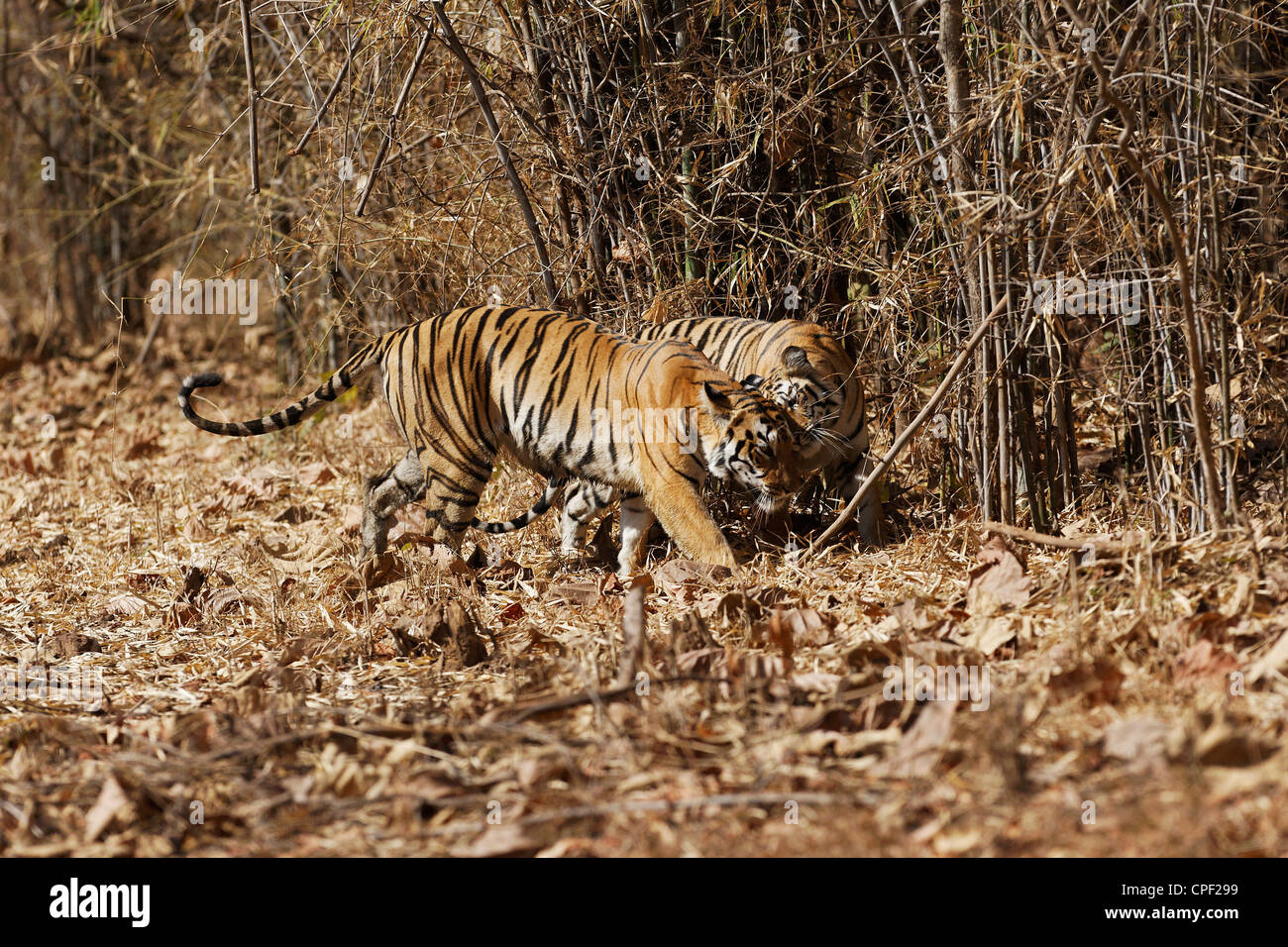 Pandharponi Tigre nuzzling suo cub nella foresta di Tadoba, India. ( Panthera Tigris ) Foto Stock