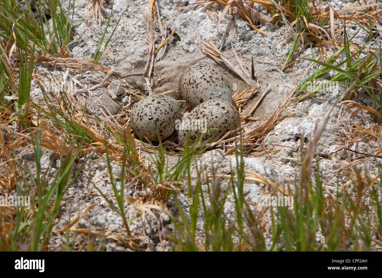 American Avocet (Recurvirostra americana) tre uova nel nido in estate il lago di Area faunistica, Oregon, Stati Uniti d'America in giugno Foto Stock