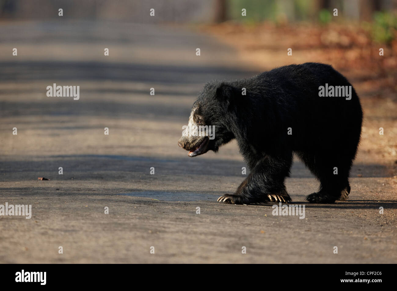 Sloth bear (Ursus ursinus) attraversando la pista forestale a Tadoba, India. Foto Stock