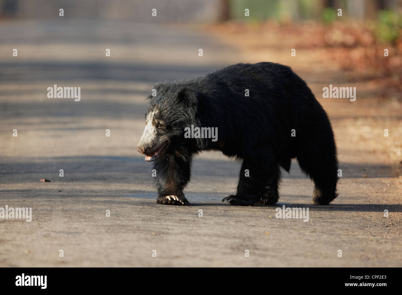 Sloth bear (Ursus ursinus) crossinpog la pista forestale a Tadoba, India. Foto Stock