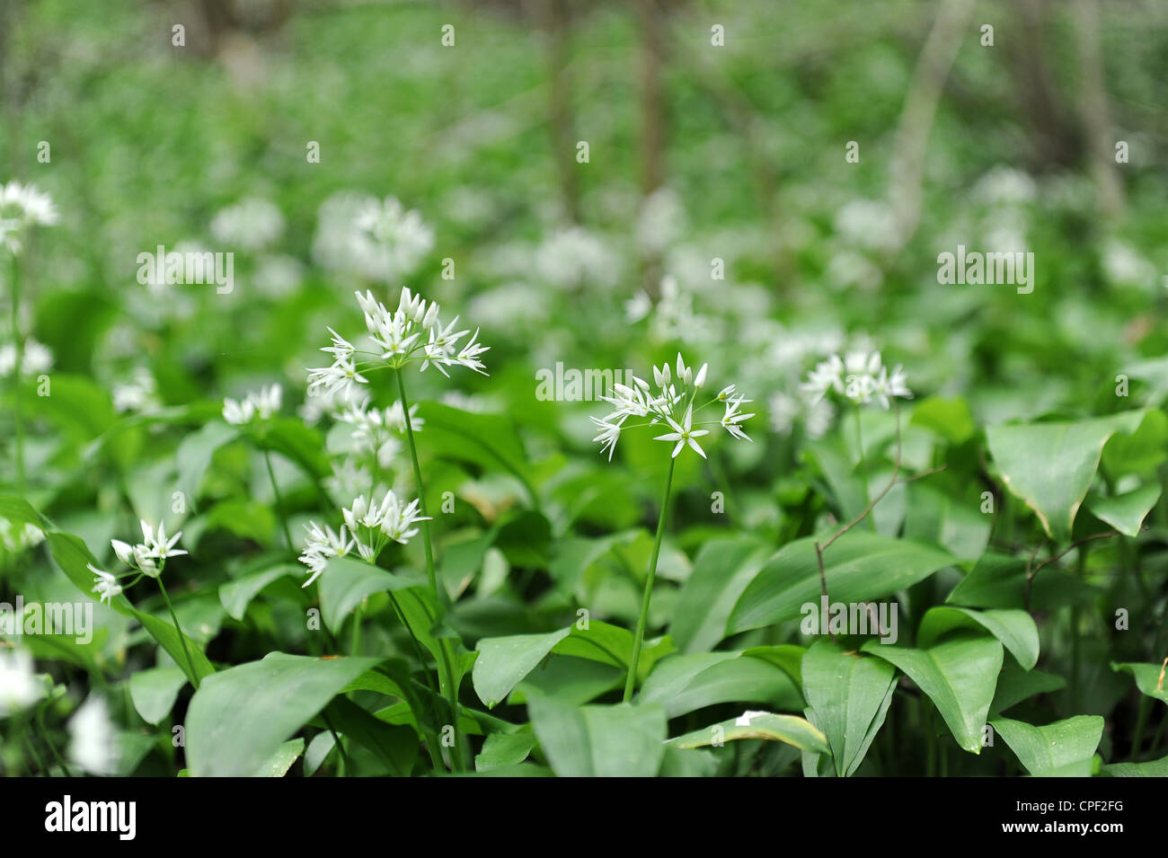 Ramsons o aglio selvatico Allium ursinum Regno Unito Foto Stock