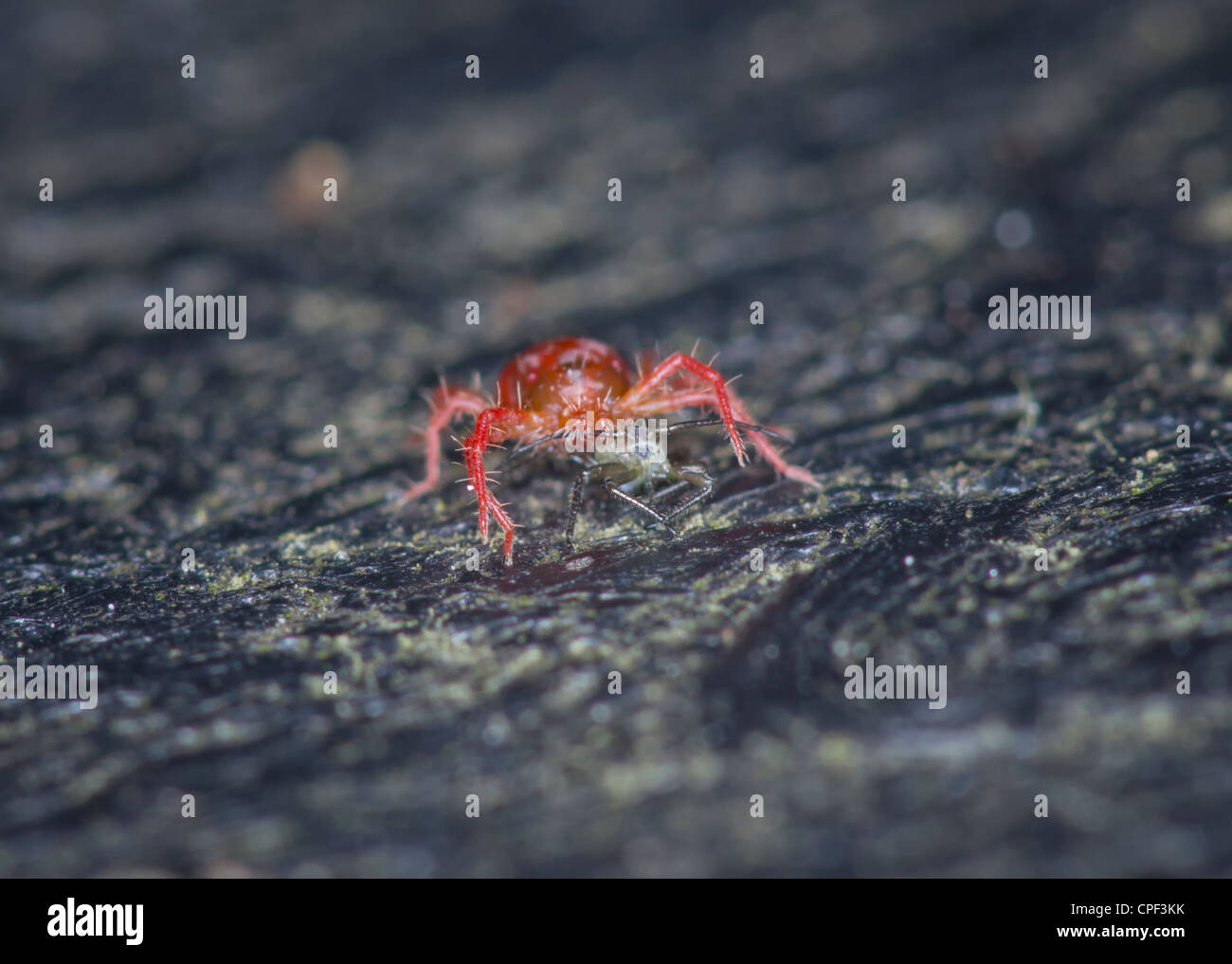 Acaro rosso mangiare pregare Foto Stock