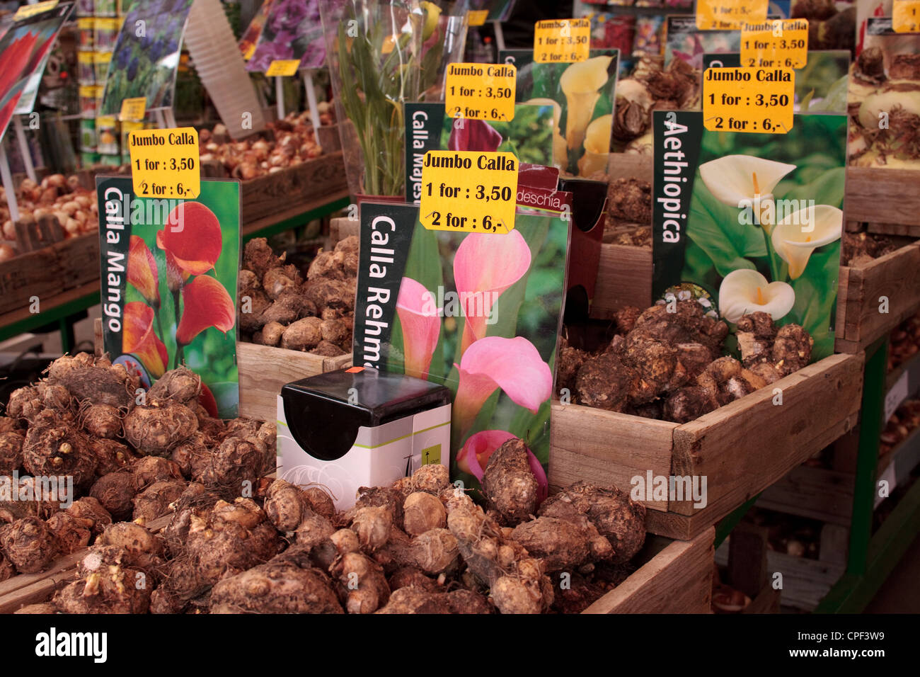 Calla tuberi sul mercato dei fiori di Amsterdam, Paesi Bassi Foto Stock
