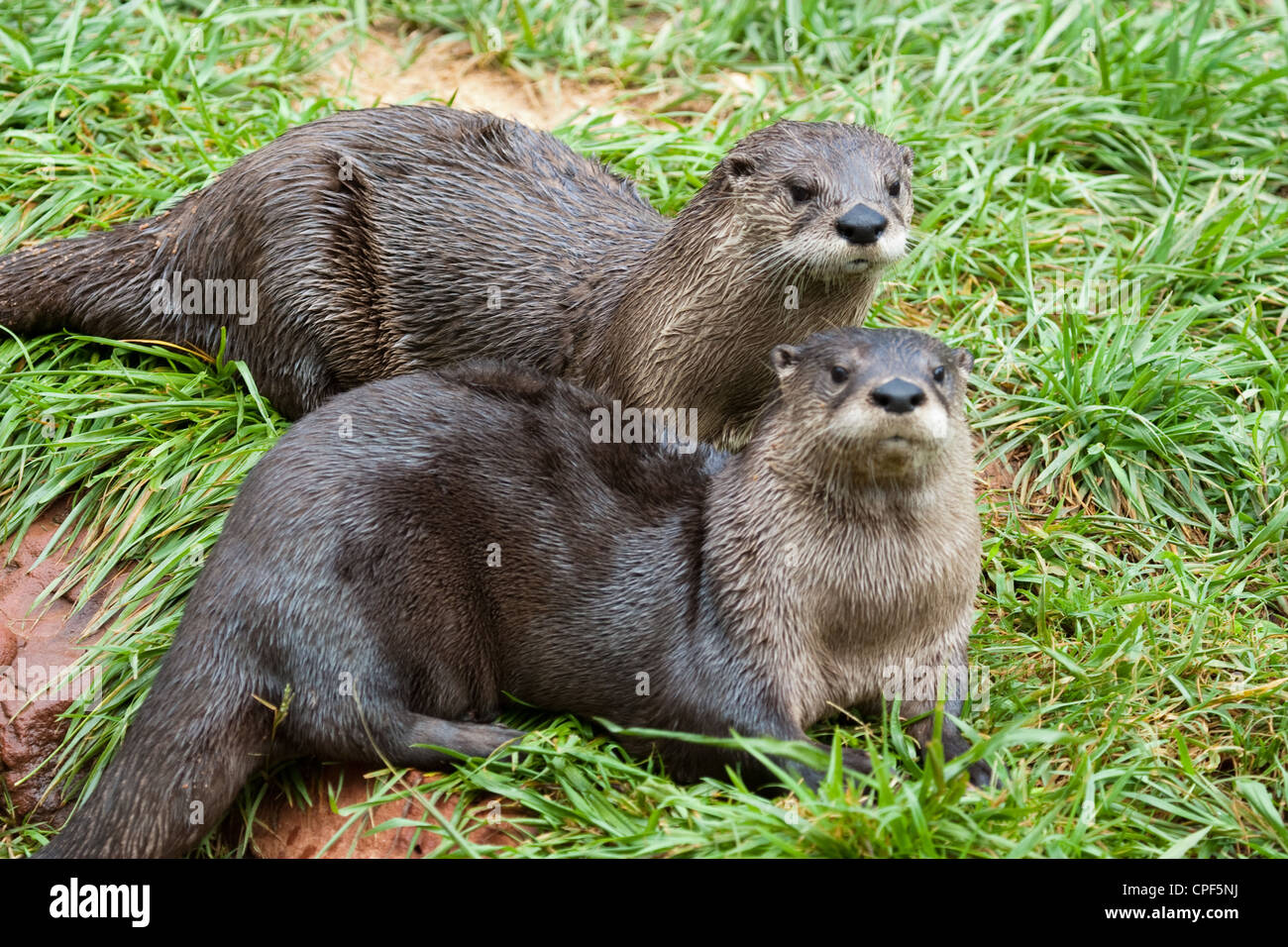 Mammiferi acquatici del Nord America Lontra di fiume Otter nuotatore Foto Stock