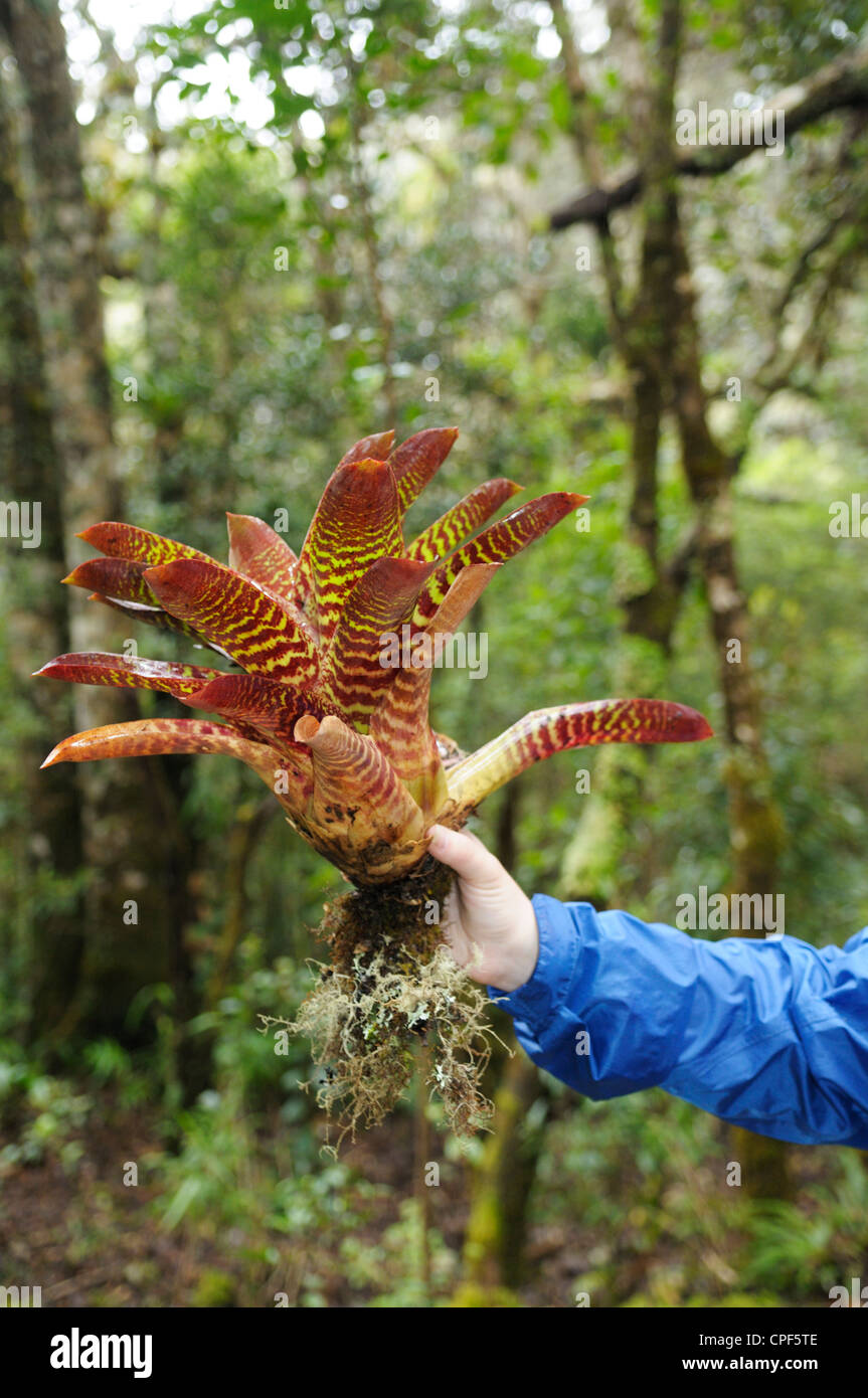 Persona in possesso di un bromeliad in cloudforest, Cerro de la Muerte, Costa Rica Foto Stock
