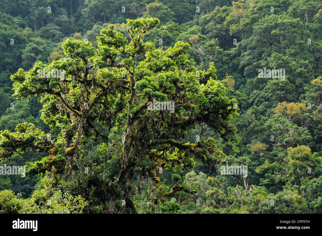 Struttura emergente che salgono sopra la foresta pluviale (cloudforest) tettoia, Los Quetzales Parco Nazionale Cerro de la Muerte, Costa Rica Foto Stock