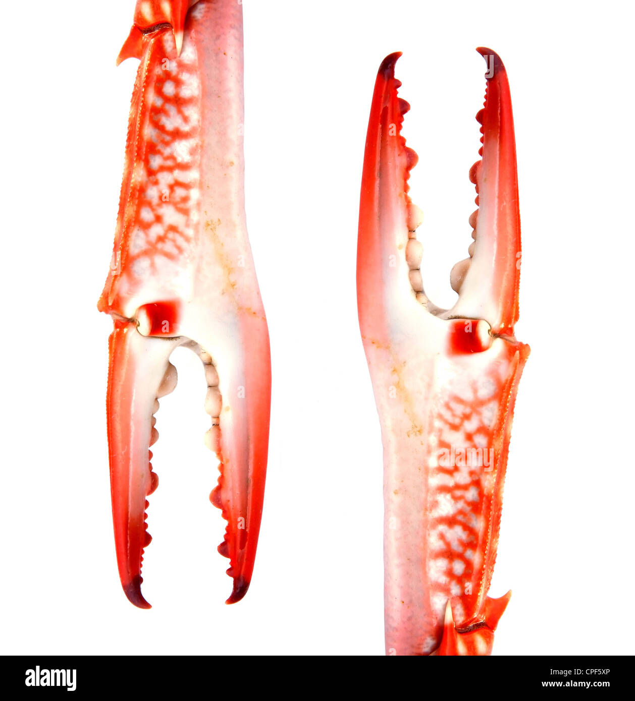 Granchio rosso Claw isolati su sfondo bianco Foto Stock