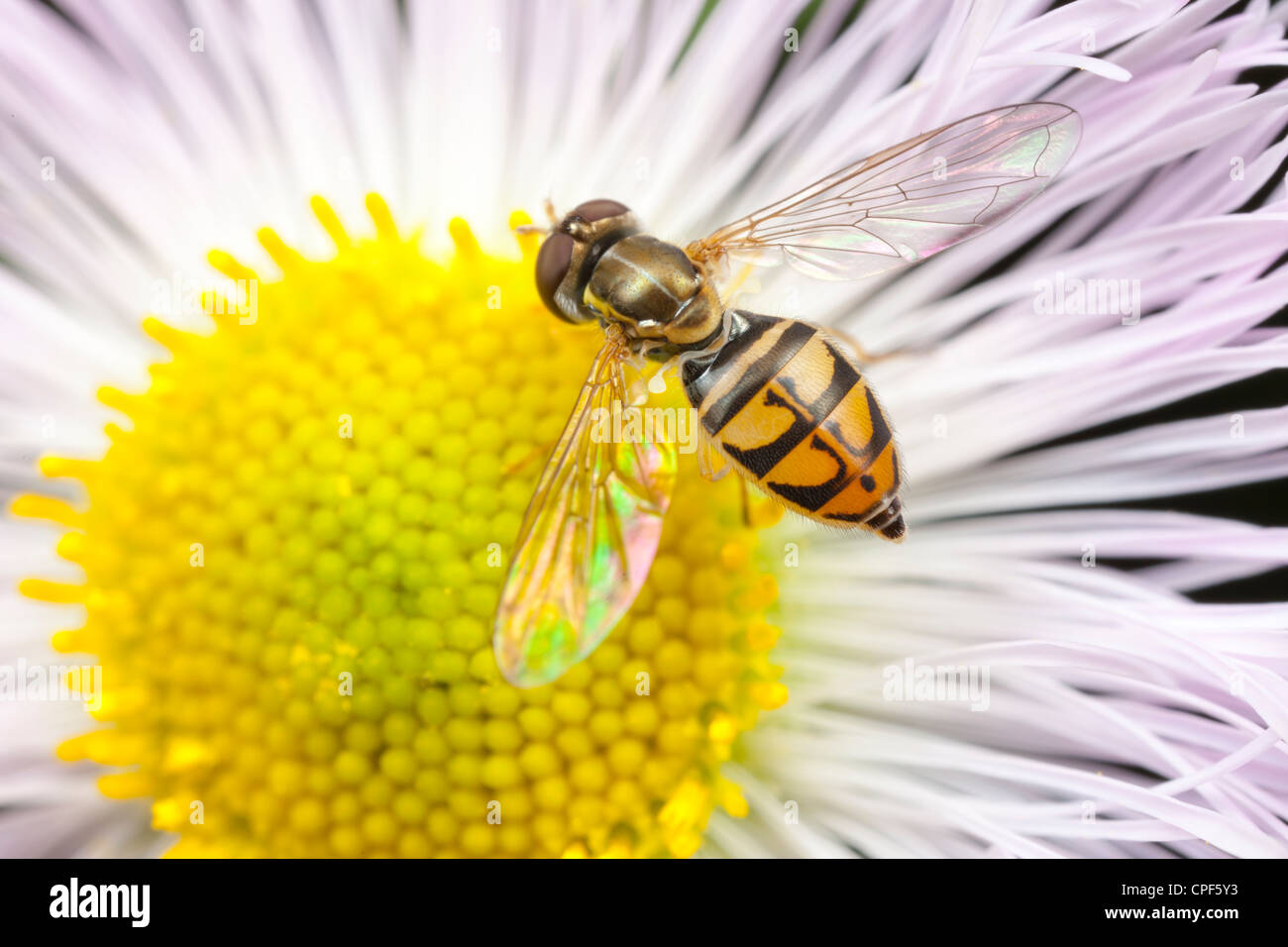 Flower Fly (Toxomerus marginatus) - Femmina su una margherita fiore fleabane Foto Stock