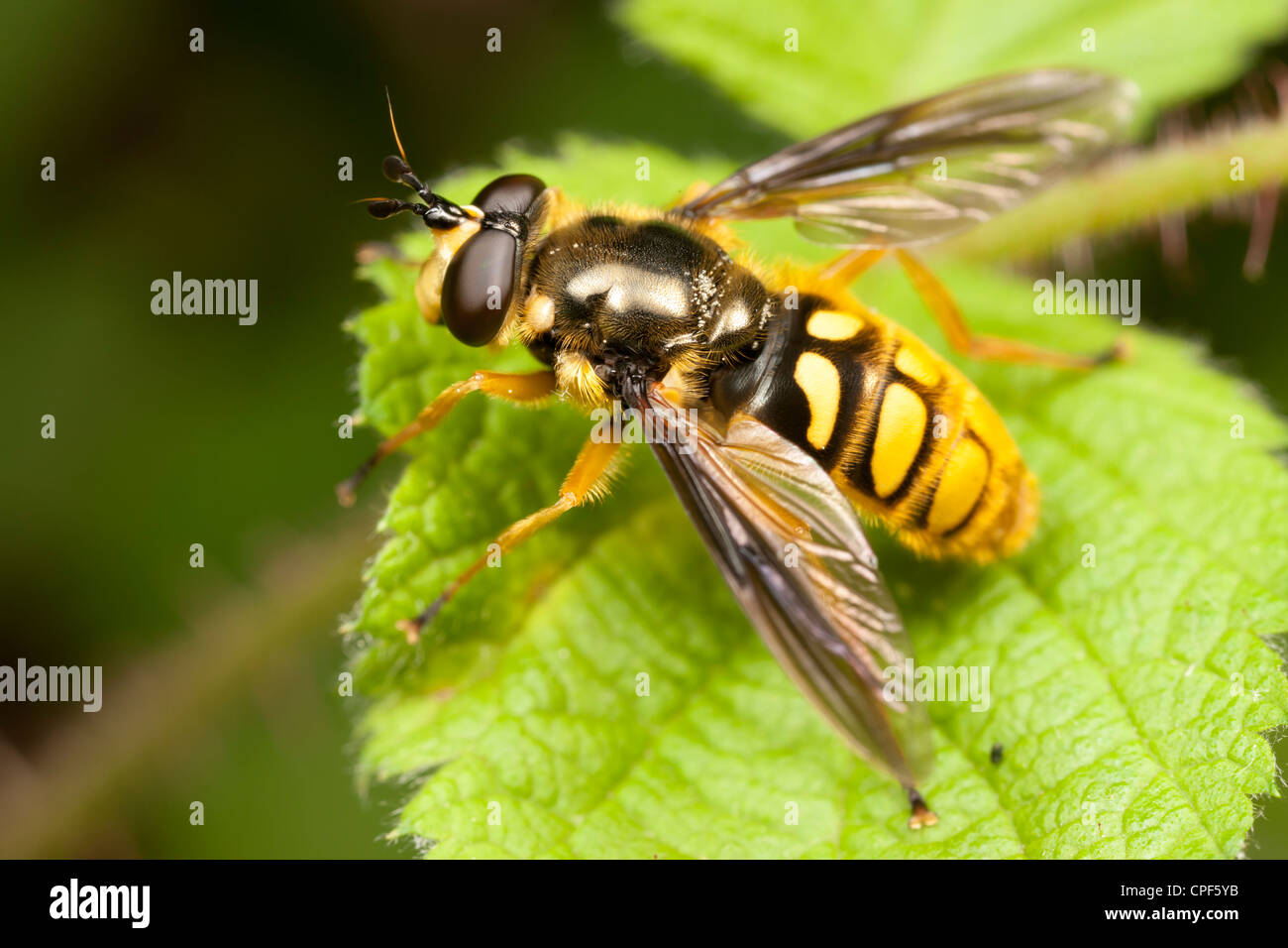 La Somula decora, una mosca scirofila (Syrphidae), è una vespa scoliide. Donna. Foto Stock