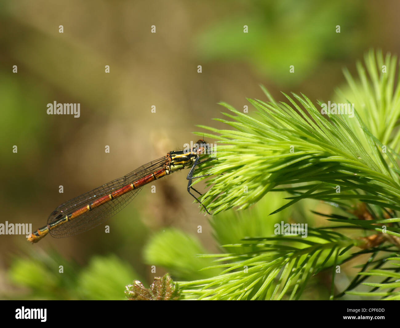 Grande Rosso / Damselfly Pyrrhosoma nymphula / Frühe Adonislibelle, Frühe Adonisjungfer Foto Stock