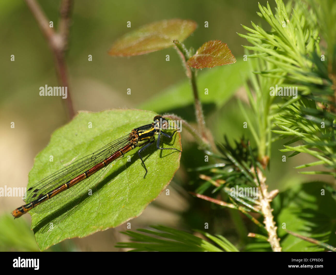 Grande Rosso / Damselfly Pyrrhosoma nymphula / Frühe Adonislibelle, Frühe Adonisjungfer Foto Stock