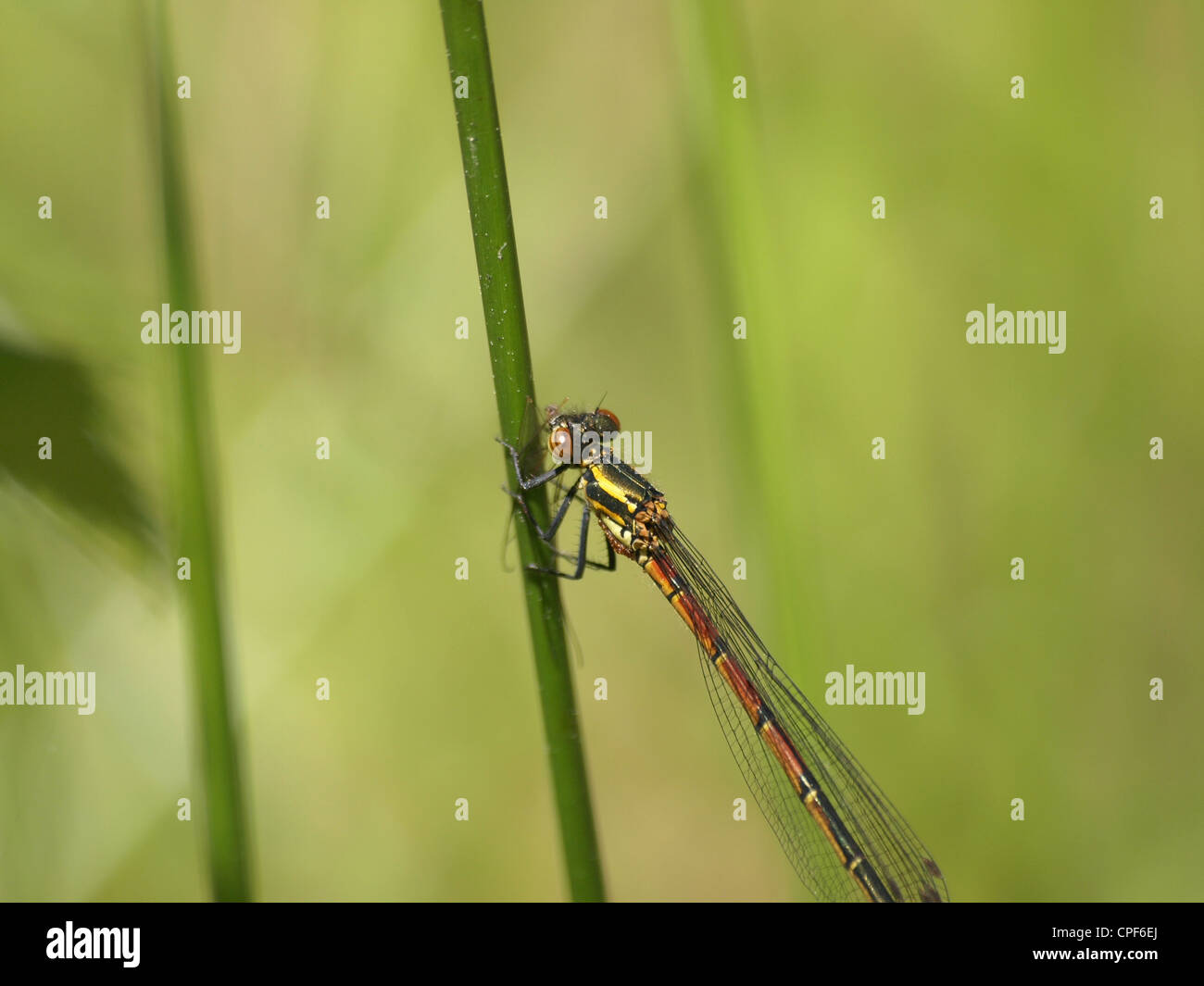 Grande Rosso / Damselfly Pyrrhosoma nymphula / Frühe Adonislibelle, Frühe Adonisjungfer Foto Stock