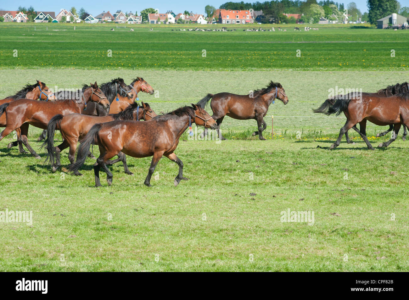 Allevamento di cavalli in polder olandesi Foto Stock