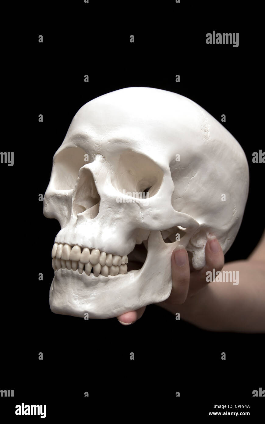 Femmina lato tenendo un cranio di essere o non essere nozione Foto Stock