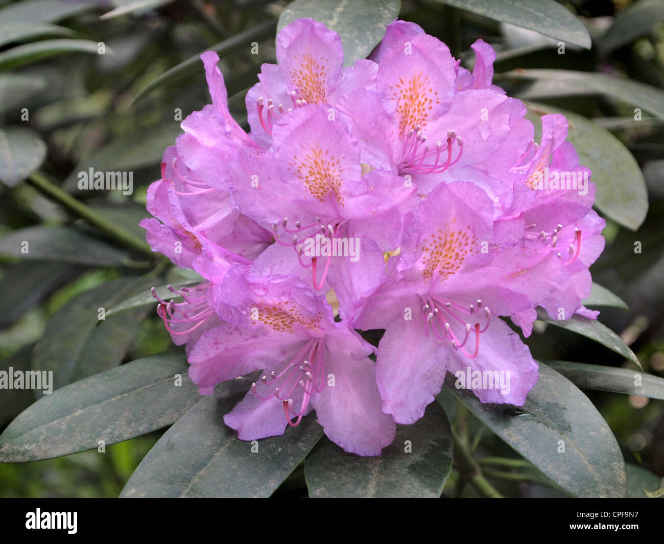 Close up di rosa fiori di rododendro Kaatsheuvel, Paesi Bassi Foto Stock