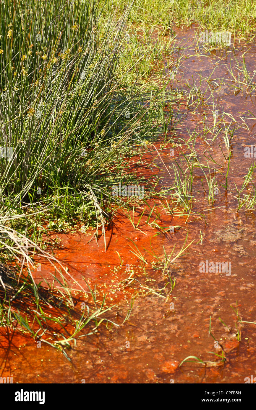 Red cianobatteri formando una schiuma su una piscina in una palude di acqua dolce. Ceredigion, Galles. Foto Stock
