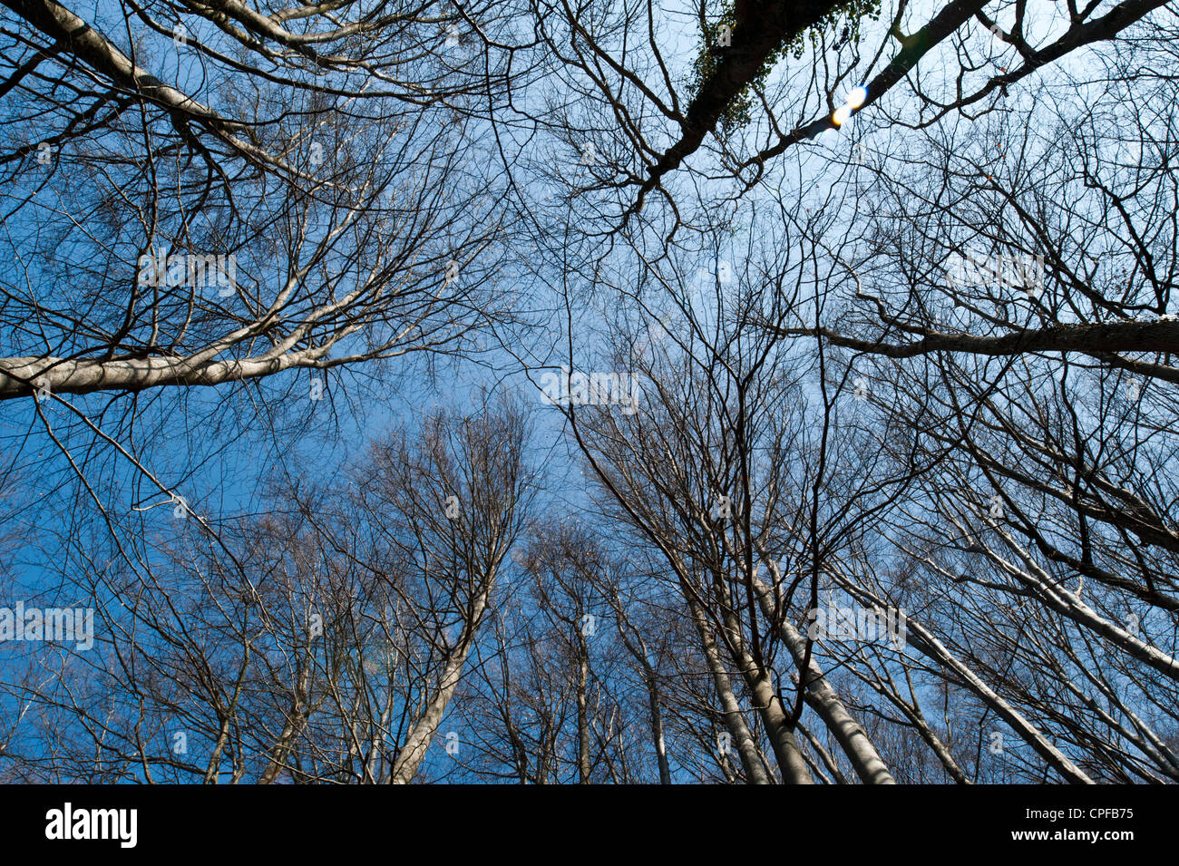 Tree,il faggio,faggeto,woodruff foresta di faggio,SKY,cielo blu Foto Stock