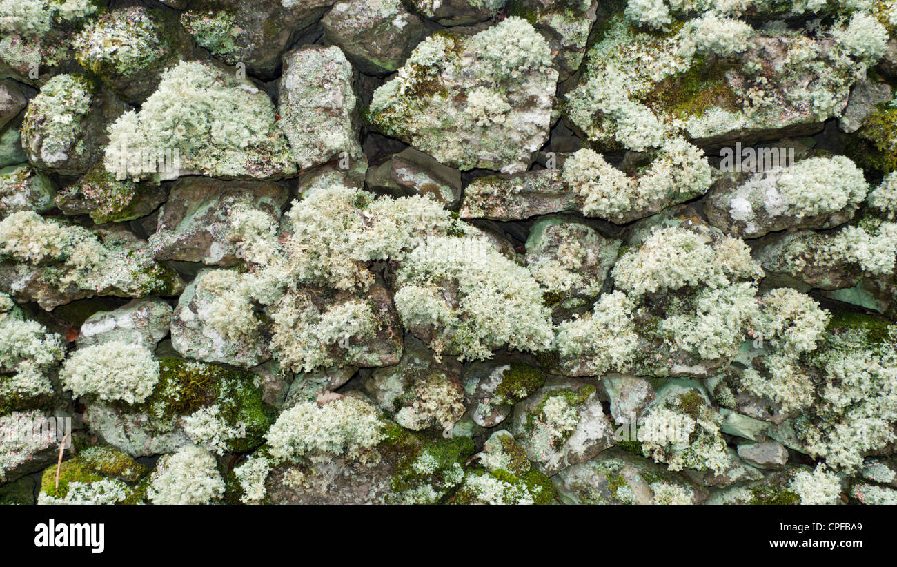 Ampia lichen crescita su un muro di pietra. Elan Valley, POWYS, GALLES. Febbraio. Foto Stock