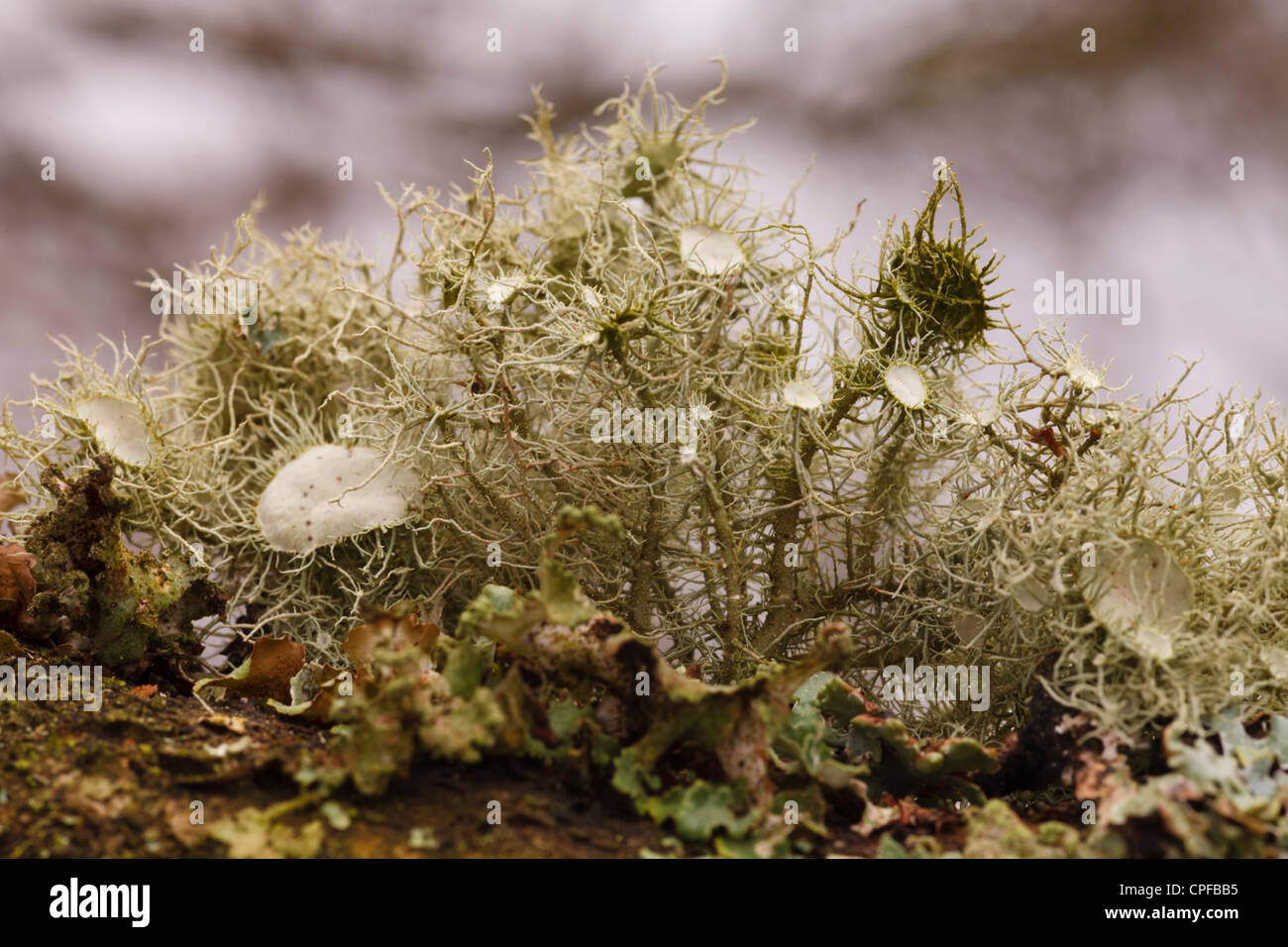 Witches Whiskers lichen (Usnea florida) che cresce su un ramo di quercia. Powys, Galles. Febbraio. Foto Stock