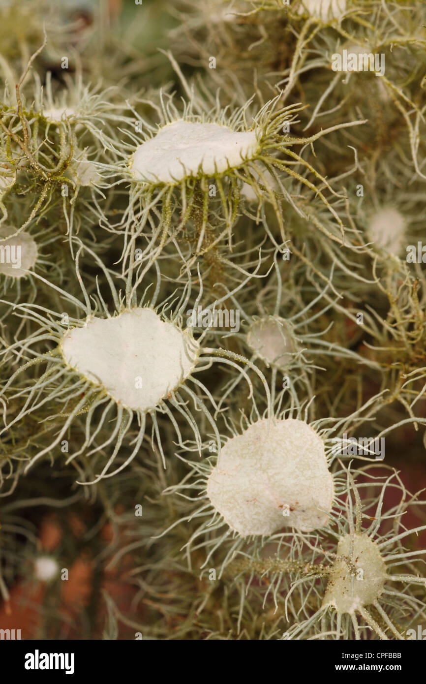 Witches Whiskers lichen (Usnea florida) che cresce su un ramo di quercia. Powys, Galles. Febbraio. Foto Stock