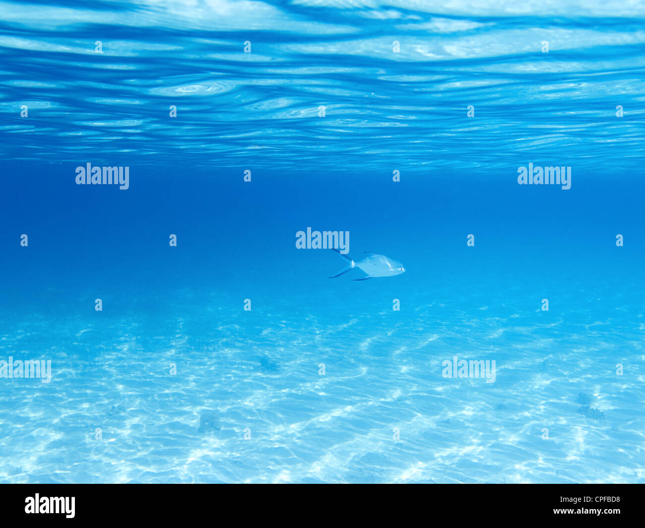 Parte inferiore sabbiosa, superficie e pesce in subacquea blu Foto Stock