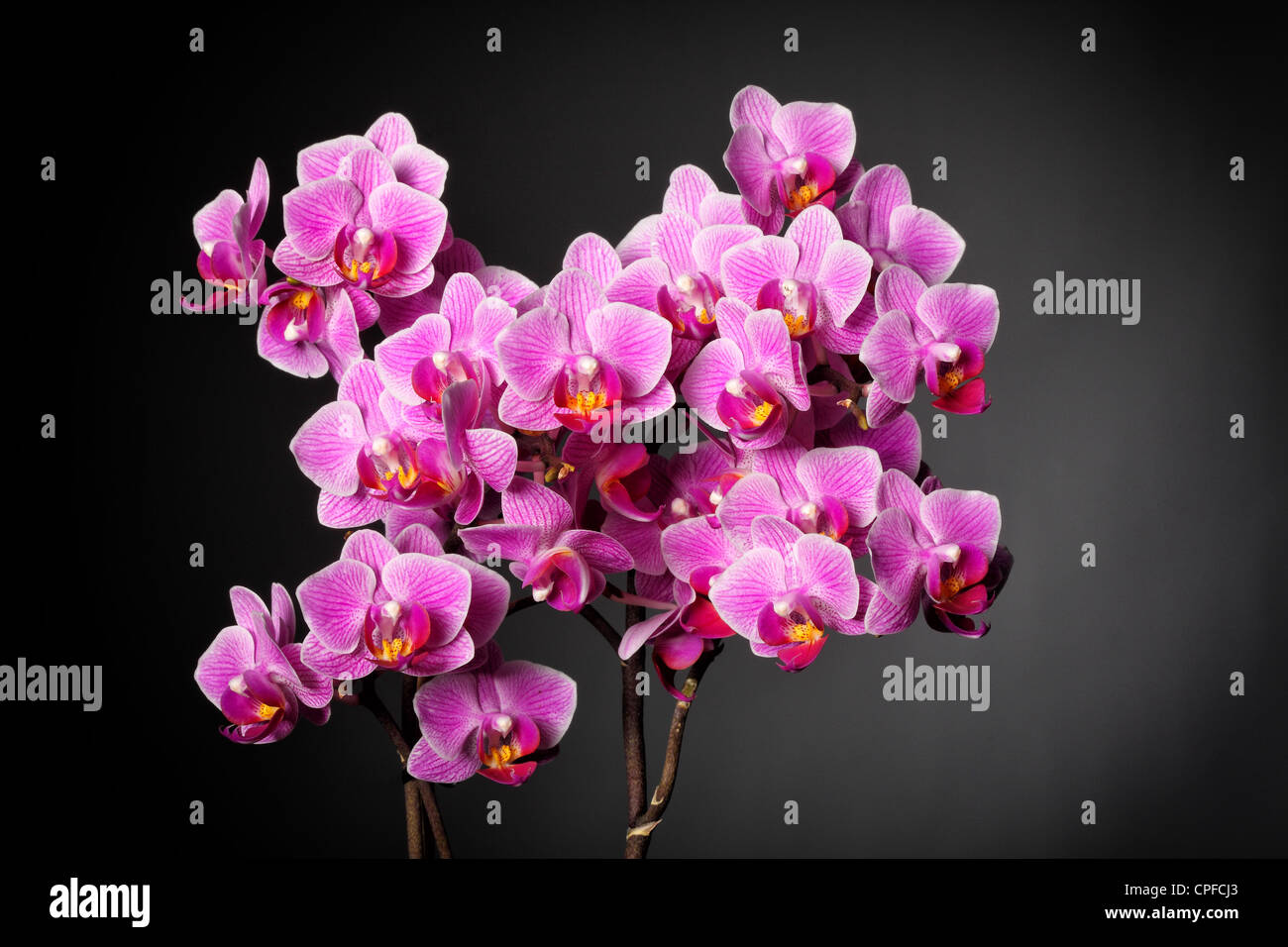 Primo piano immagine di orchidea su sfondo grigio Foto Stock