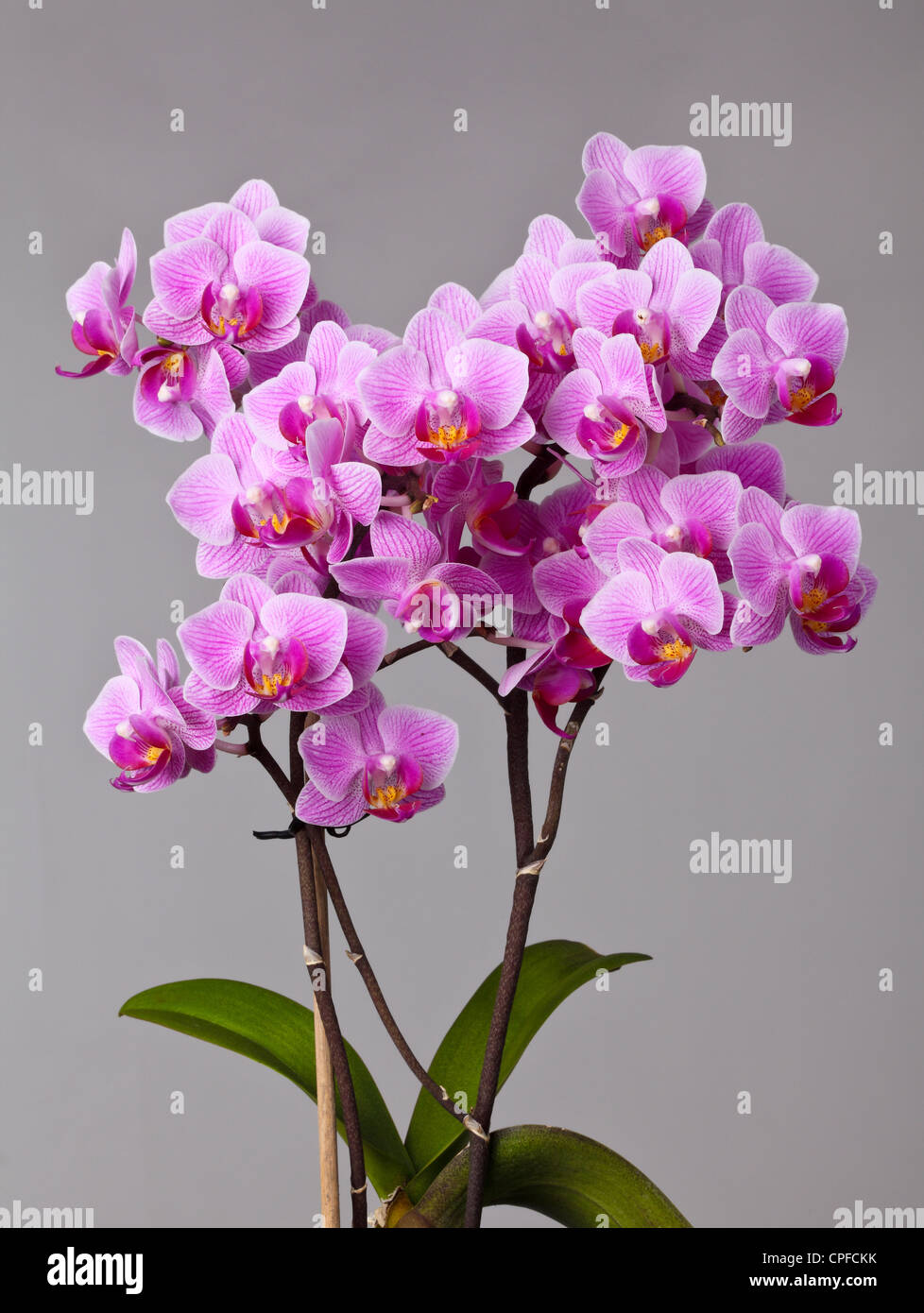 Primo piano immagine di orchidea su sfondo grigio Foto Stock