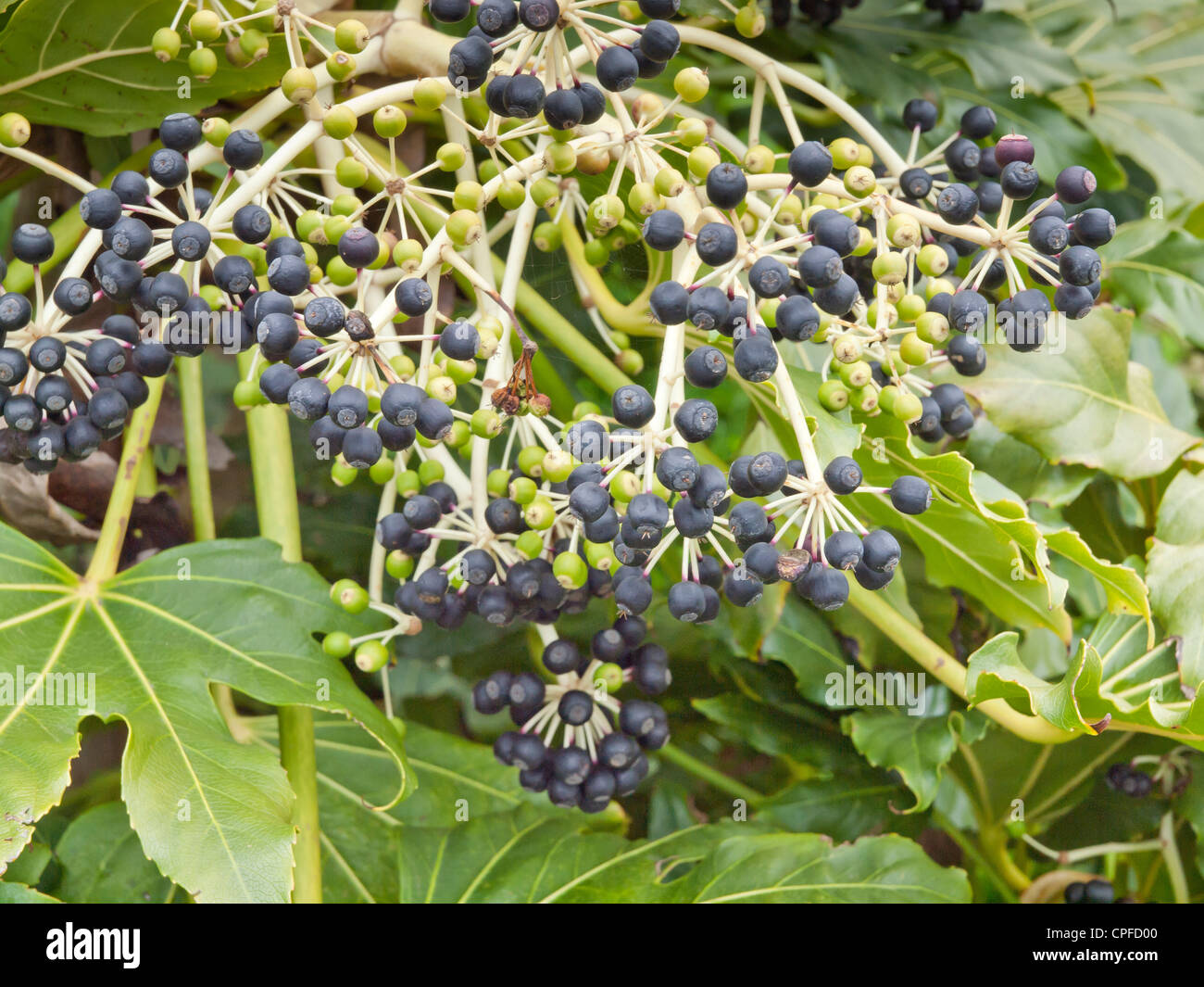 Bacche di frutta su un Fatsia japonica (Fatsi) o giapponese Aralia japonica cresciuto come un giardino decorativo arbusto in Inghilterra Foto Stock