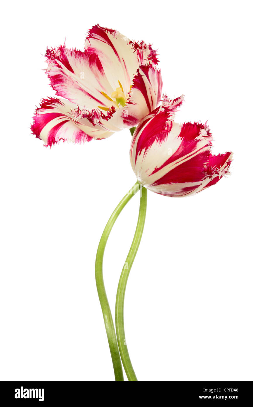 Danza dei fiori. Rosa-bianco tulipani isolato su bianco Foto Stock