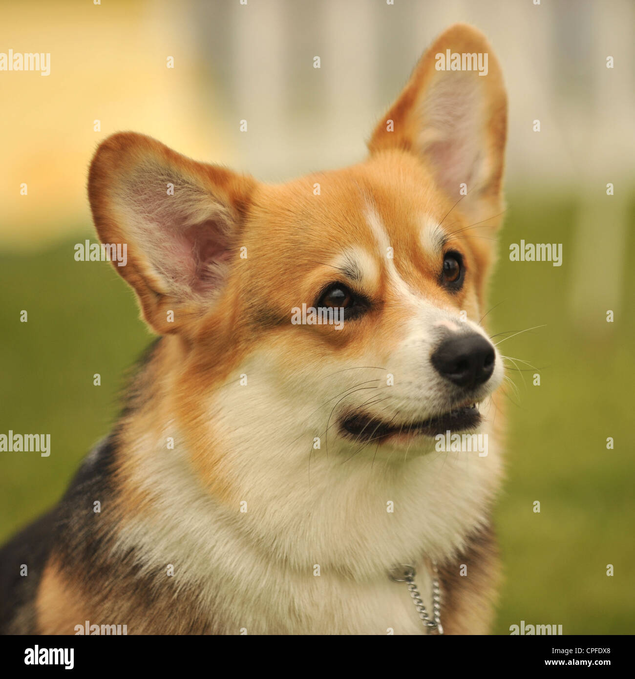 Pembroke corgi cane Foto Stock