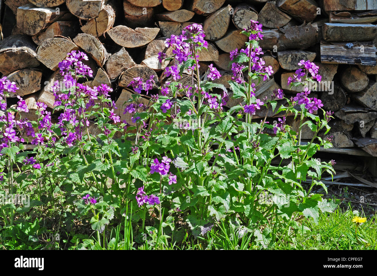 Onestà Lunaria annua fioritura di fronte ad un mucchio di log. Foto Stock